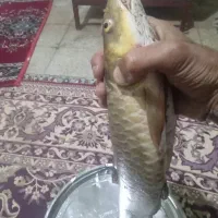 ماهی تنگ هفت|ماهی|دورود, |دیوار