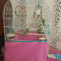 ۴ عدد مرغ عشق رایگان