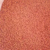 بذرگندم پیشگام