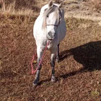 اسب مادیان 6ساله