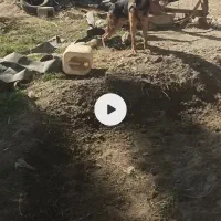 سگ ژرمن پا خرگوشی نر