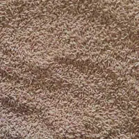 گندم بذری اصلاح شده دیم|عمده‌فروشی|فامنین, |دیوار