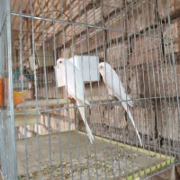 مرغ عشق مولد البینو چشم شرابی بلند قامت