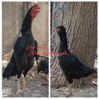 تخم مرغ نطفه دار اصل لاری اوشامو افغان|حیوانات مزرعه|چناران, |دیوار