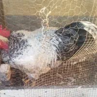 خروس درشت هیکل