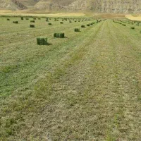 یونجه پرسی