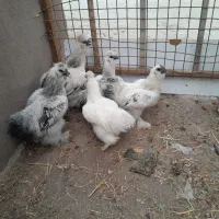 معاوضه فقط با اردک اسراییلی ماده