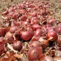 بذرپیاز|عمده‌فروشی|فسا, |دیوار