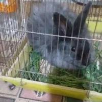 خرگوش پشمالو کسی خواست پیام بده|موش و خرگوش|سراوان, |دیوار