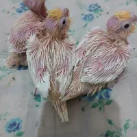 جوجه عروس هلندی لوتینو|پرنده|ابریشم, |دیوار