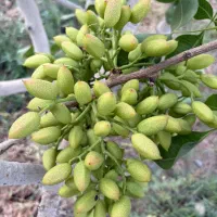خریدار پسته کالک خوشه از باغ شما به صورت کاملا نقد