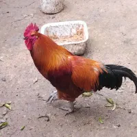 خروس محلی دورگه درشت