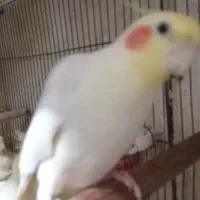 عروس هلندی نر مست آواز خوان|پرنده|رشت, کوی فرهنگیان|دیوار