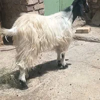 بز چتی آبست