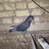 کفتر|پرنده|یزد, |دیوار