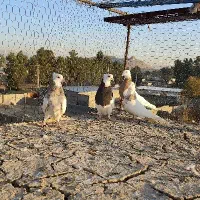 3جفت توقیف شازده کرمانشاهی