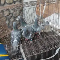 کبوتر آلمانی مسافتی