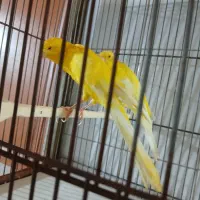 قناری رسمی بلند