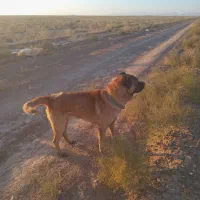 سگ گلگی دهن پاک