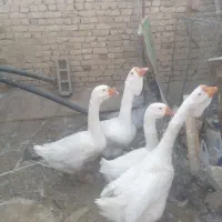 قو غاز خالماگور