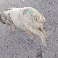 قوچ دو رون جوان|حیوانات مزرعه|سیدان, |دیوار