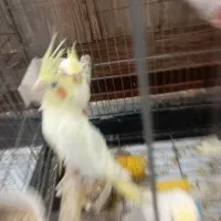 پرنده|پرنده|چهاردانگه (تهران), |دیوار