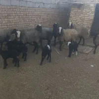 ۶رس گوسفند شال برهدار مال درجه یک