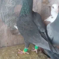 طوقی و...|پرنده|طبس, |دیوار