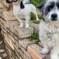 پانسیون  سگ