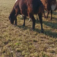 بره ماده شیشک|حیوانات مزرعه|گلپایگان, |دیوار