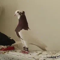 کفتر طوقی سرخ،سبز دم سفید عتیقه