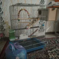 قفس عروس هلندی