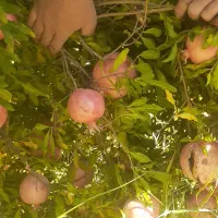 انار|خوردنی و آشامیدنی|کوهنانی, |دیوار