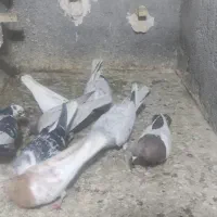 ۹عدد کفتر رنگی سینه کله زرد خال وطوقی  ماده ۵تا نر