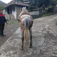 اسب نر جون آرام