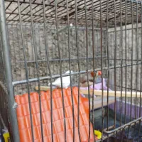 فنچ سرحال|پرنده|کوهدشت, |دیوار