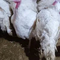 بوقلمون گوشتی کاملا ارگانیک|حیوانات مزرعه|احمدسرگوراب, |دیوار