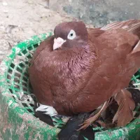 کبوتر صرب|پرنده|ملکان, |دیوار