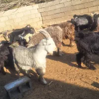 50راس کهره نر دشمن زیاری نوراباد