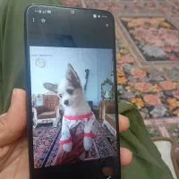 گوشی وکال سالم و سلامت