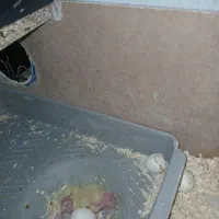 عروس هلندی