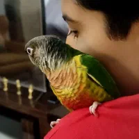 طوطی گرینچیک|پرنده|ساوه, |دیوار