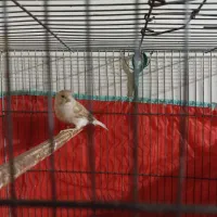 قناری آهویی ماده|پرنده|شیراز, شاهجیان|دیوار