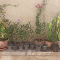 اطلس مکزیکی