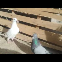 جفت کبوتر|پرنده|سراوان, |دیوار