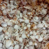 صدف|ماهی|مشهد, فاطمیه|دیوار