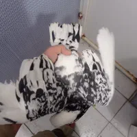 کبوتر|پرنده|شیراز, کوشک میدان|دیوار