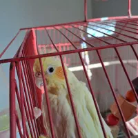 عروس هلندی|پرنده|رشت, شهرک شهید رجایی|دیوار