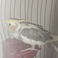 پرنده عروس هلندی