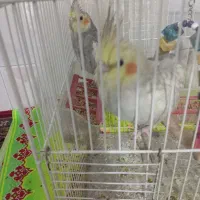 جفت عروس هلندی. تخم گذار